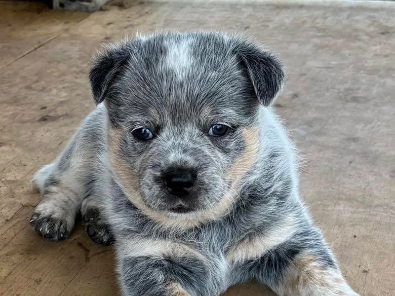 Bottoms Up Cattle Dogs