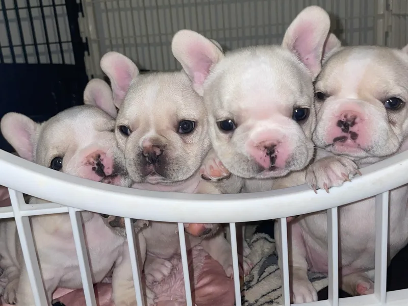 Botts Frenchies