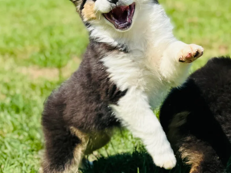 Bouchard’s Best Shepherds