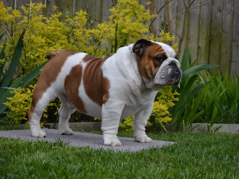 Boudica’s Bulldogs