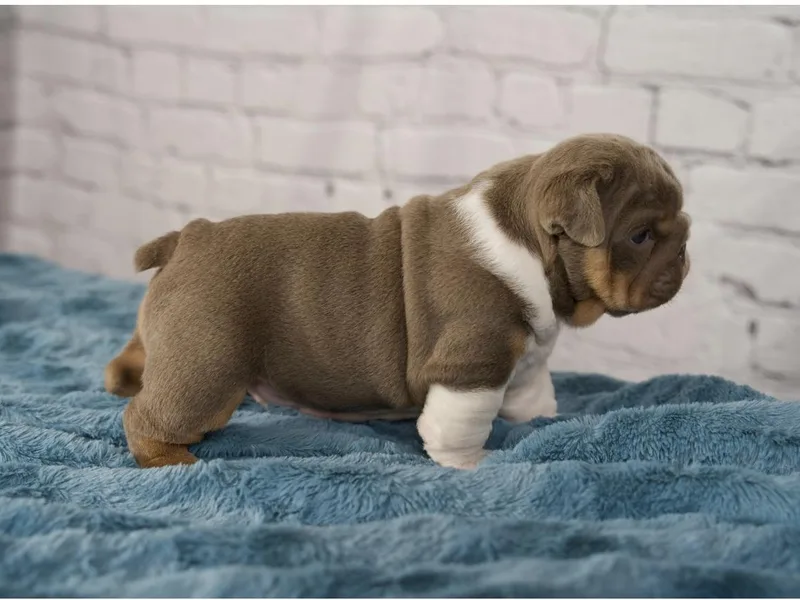 Bougie Bullies &amp; Birds LLC