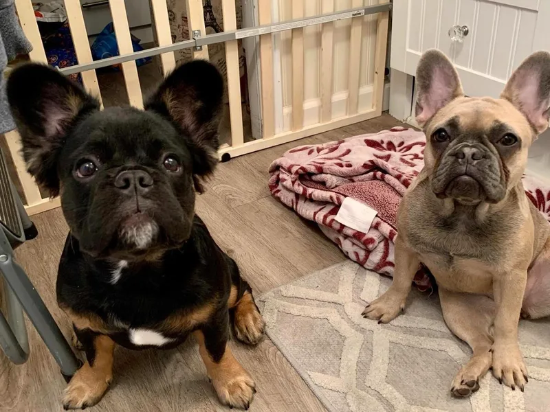 Boujee Bully Crew photo 1