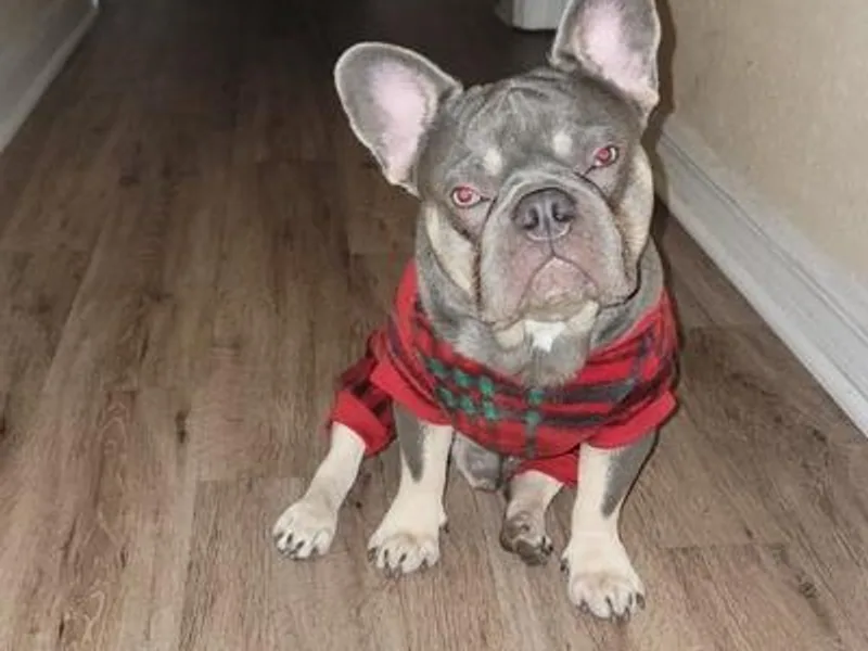 Boujee Bullys photo 1