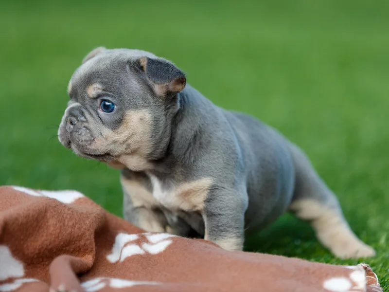 Boujee Butt Frenchies