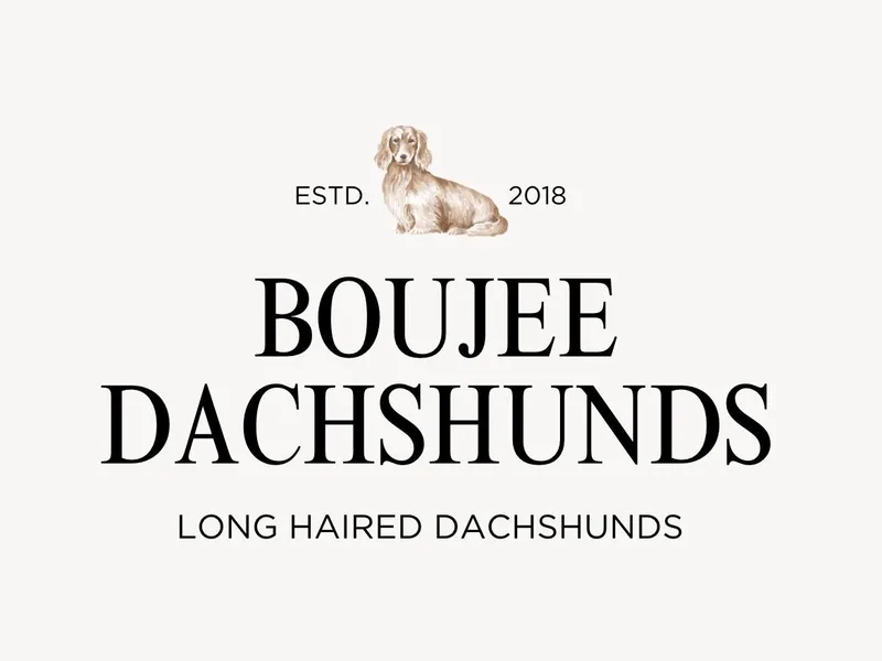 Boujee Dachshunds photo 1