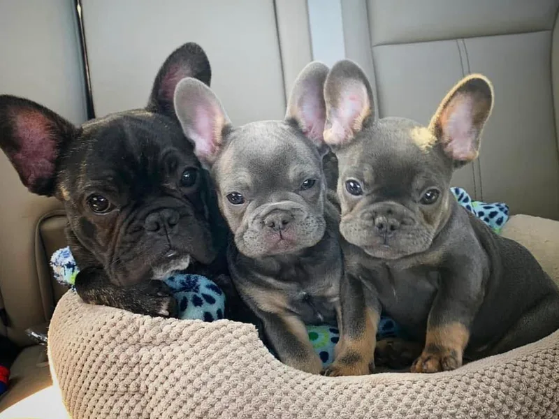 Boujee Top Shelf Frenchies