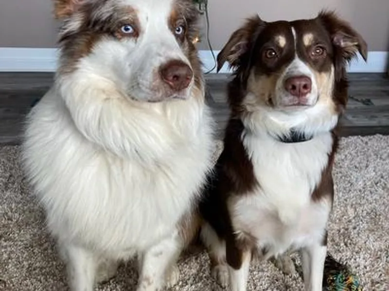 Boulder Creek Kennels