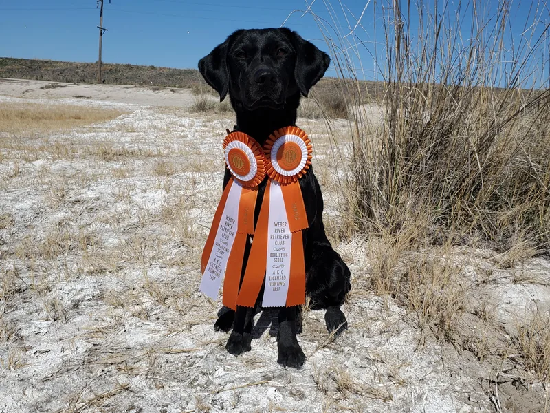 Boulder Flat British Labradors