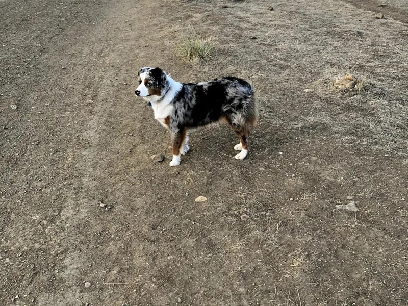 Boulder Mini Aussies photo 1