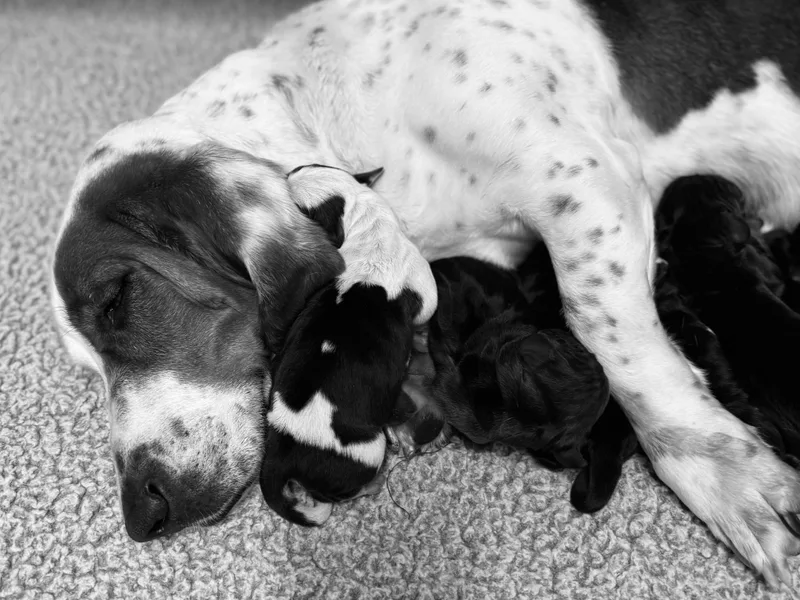 Boulder Oak Bassets