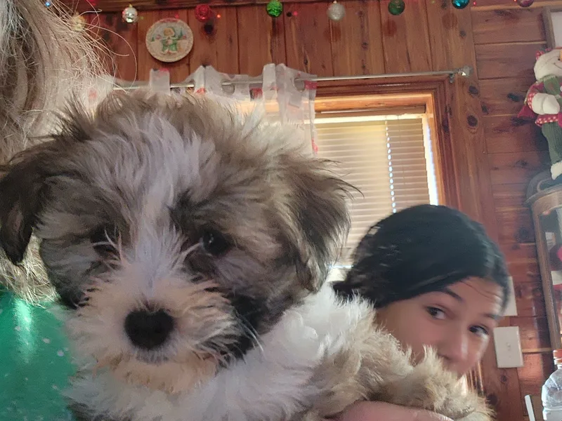 Bouncy Bubbly Havanese