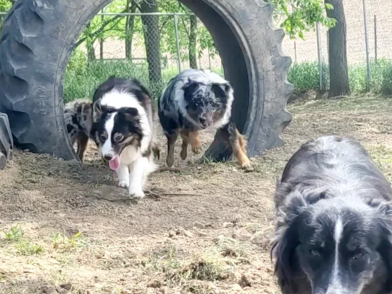 Boundless Hearts Australian Shepherds LLC