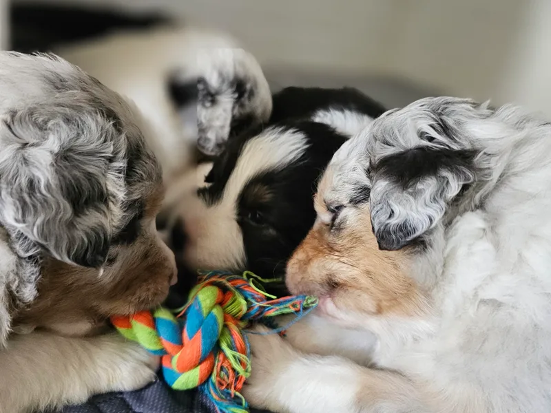 Boundless Joy Aussies