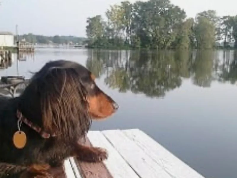 Bountiful Dachshunds