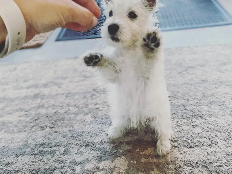 Bountiful Westies of West Michigan
