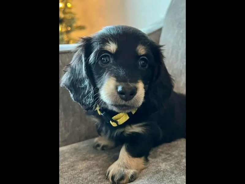 Bourbon Barrel Ridge Doxies