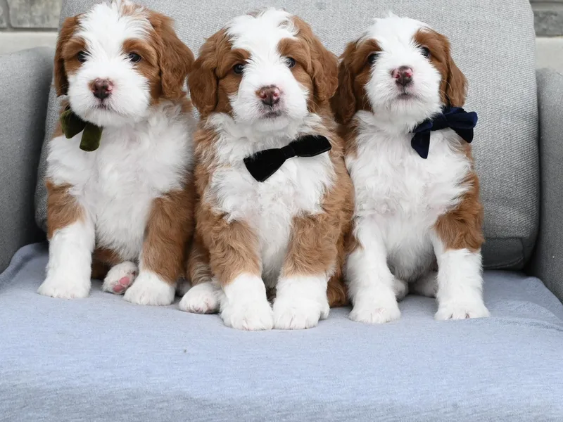 Bourbon Bernedoodles