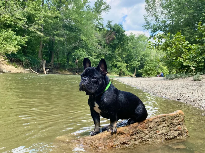 Bourbon Country Bullies