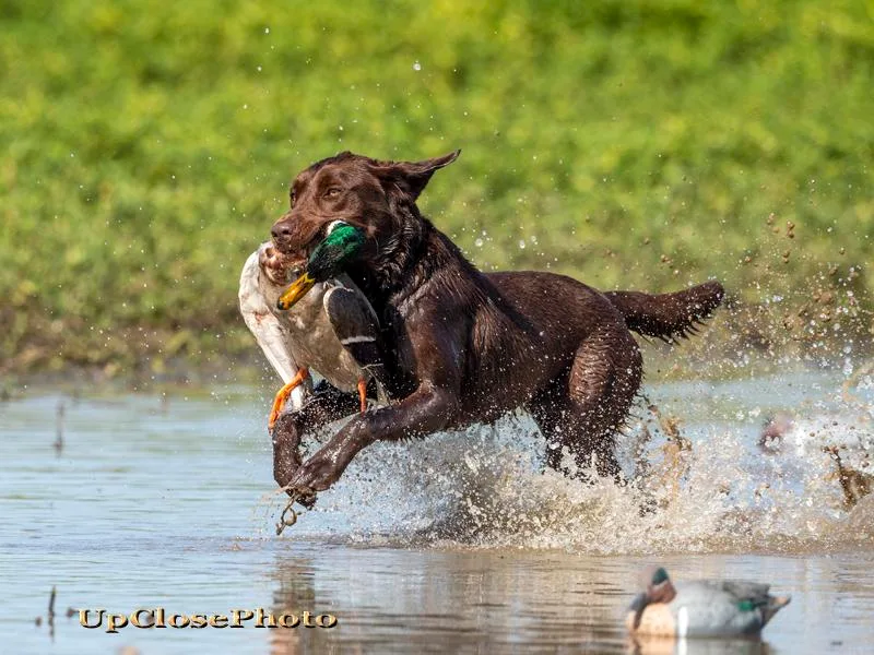 Bourbon Country Retrievers