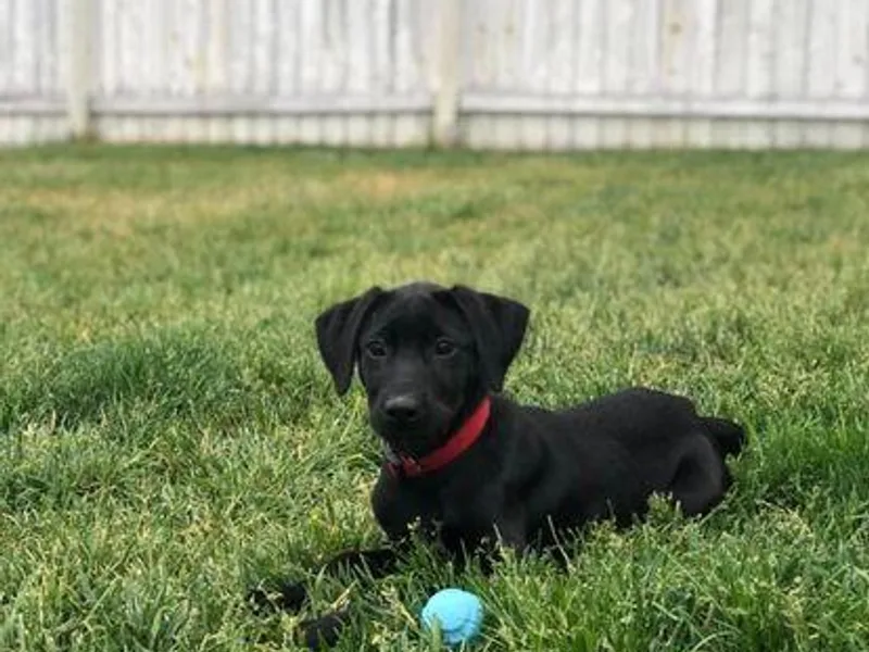 Bourbon Creek Retrievers