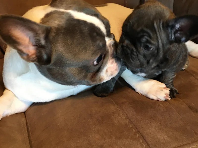 Bourbon Trail Frenchies