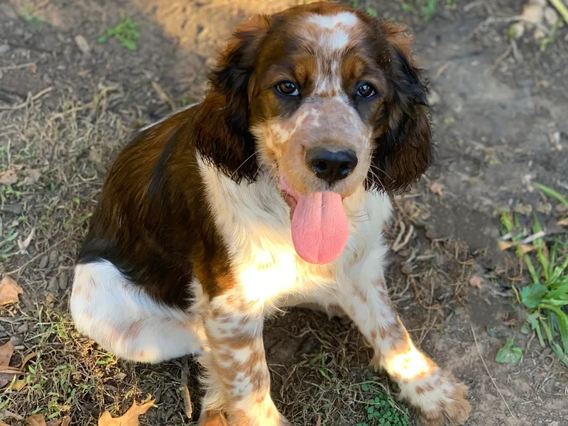 Bourbon Trail Springers