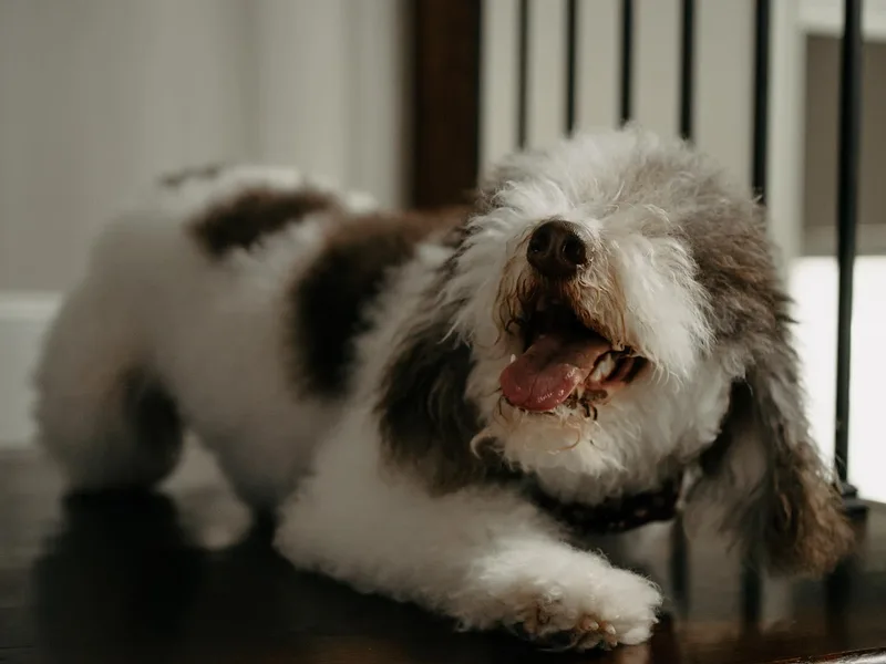 Bouse Bernedoodles photo 1