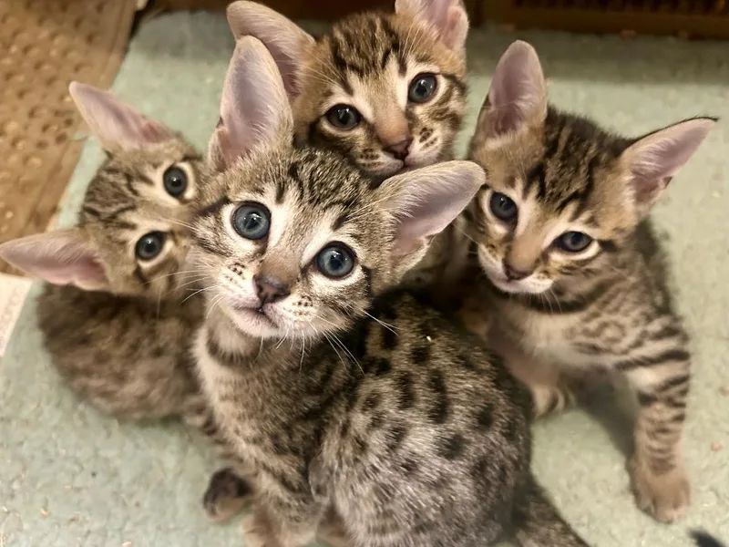 Boutiquexoticat photo 1