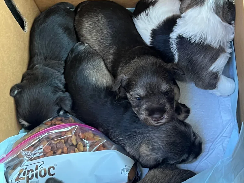 Boutwell's Miniature Schnauzers