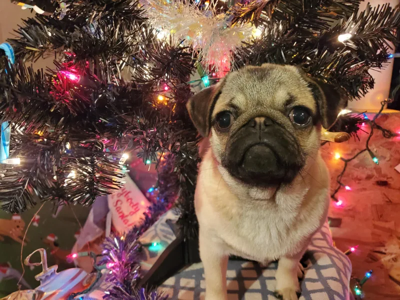 Bovey Bed Pugs