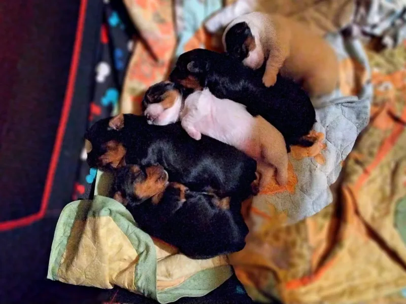 Bow Wow Yorkies