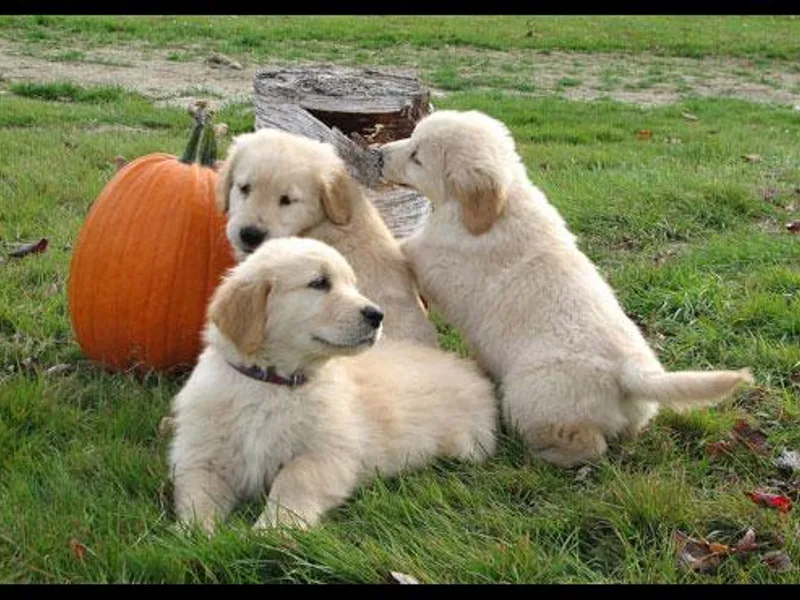 Bowden's Goldens
