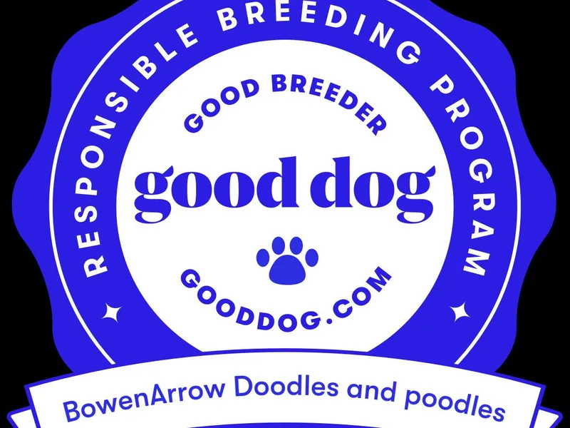 BowenArrow Doodles and poodles