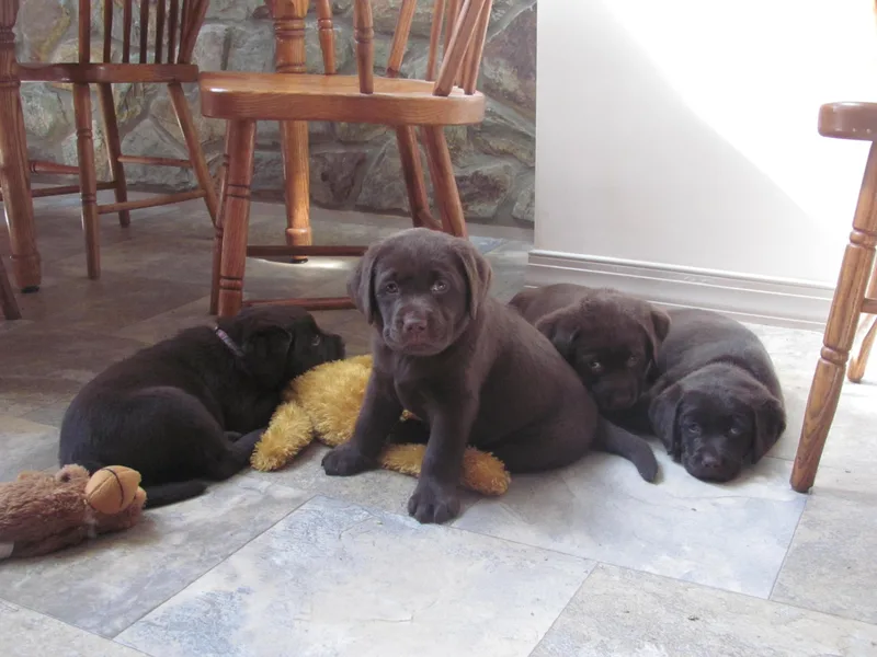 Bowery Run Labradors