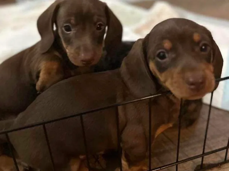 Bowland Farms - Daphnes Doxies