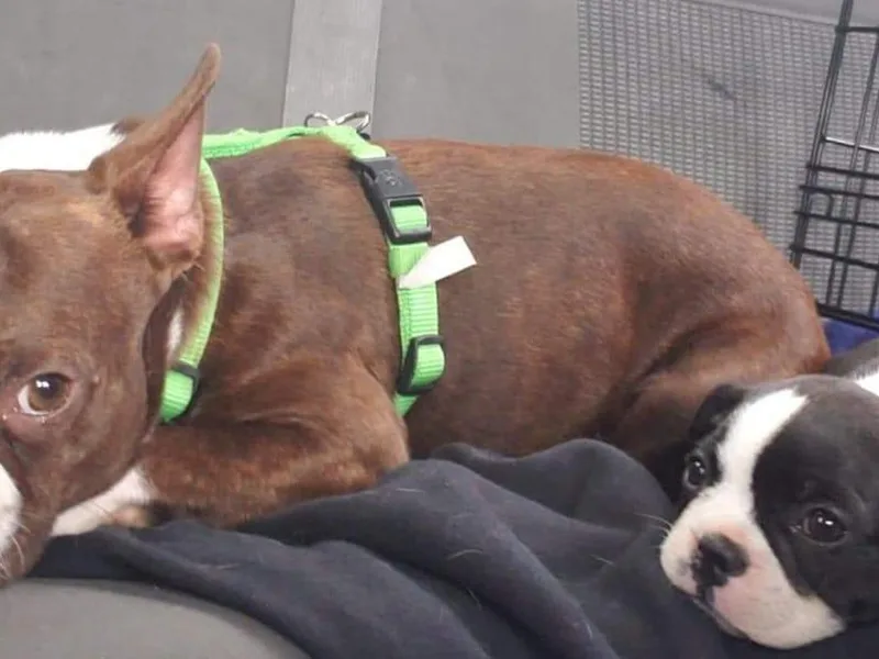 Bowles Boston Terriers