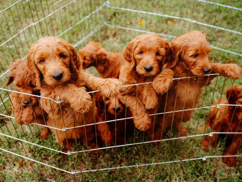 Bows &amp; Ties Doodles