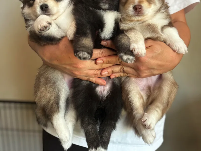Bowtique Pomskies photo 1