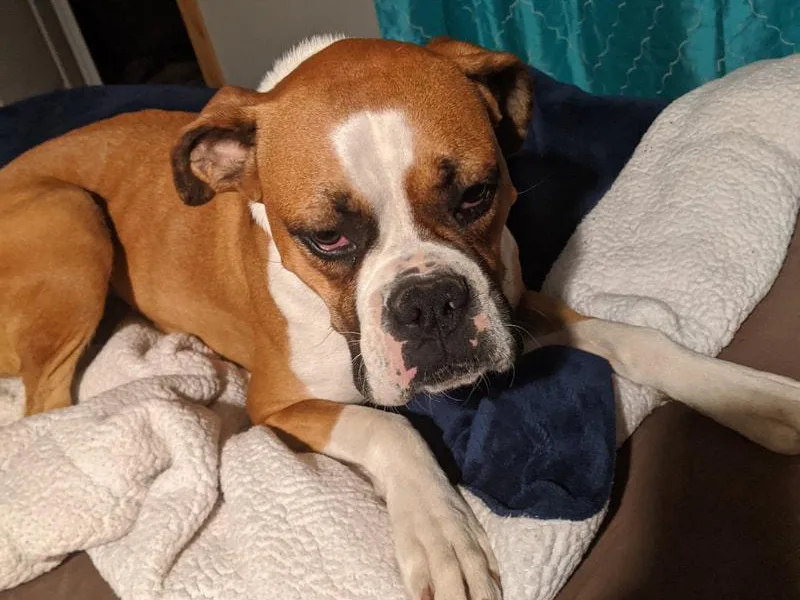 Boxer and Boston Fanatic