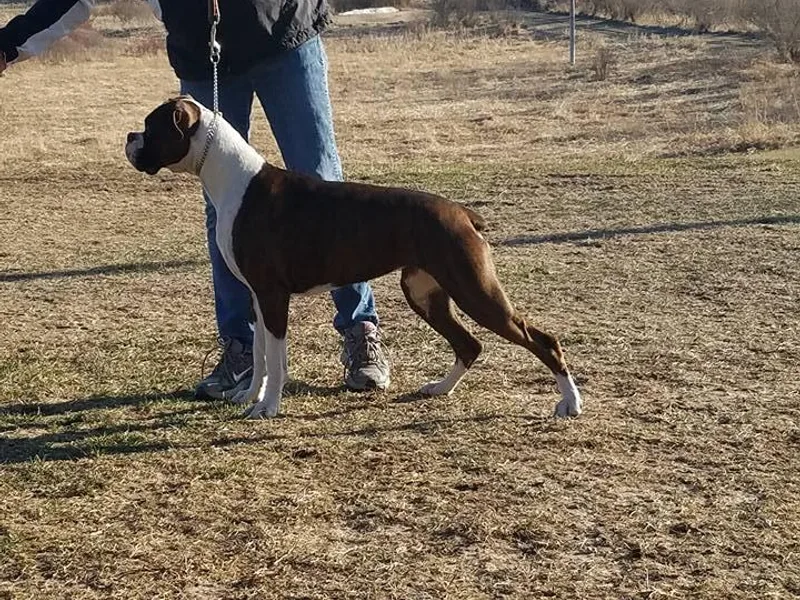 Boxers and Great Danes