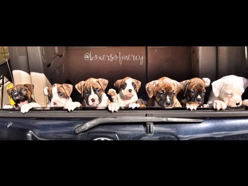 Boxers of Mercy/Box von Devana