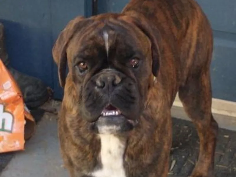 Boxers of Whispered Wishes