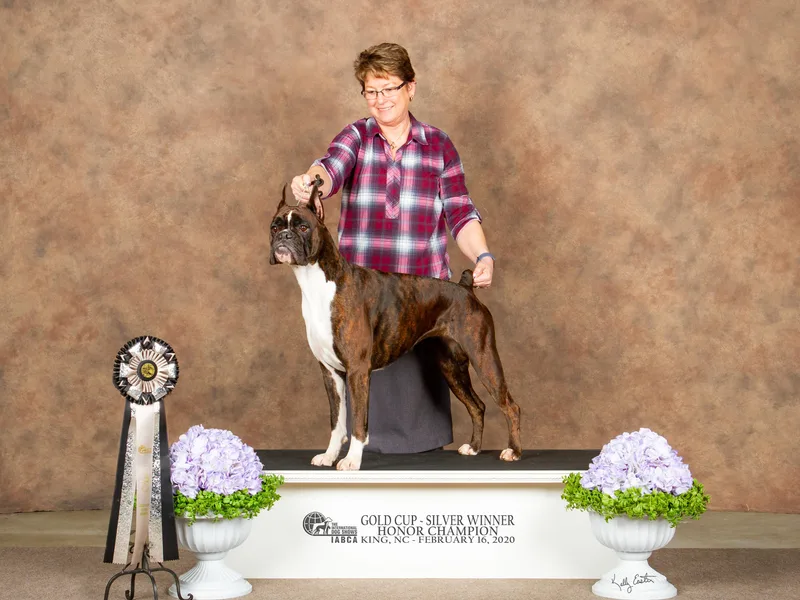 Boxers Von Drachenburg