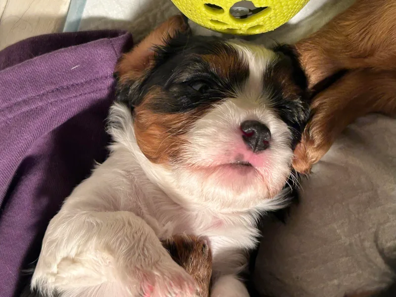 Boyd Cavapoo &amp; Cavalier Puppies