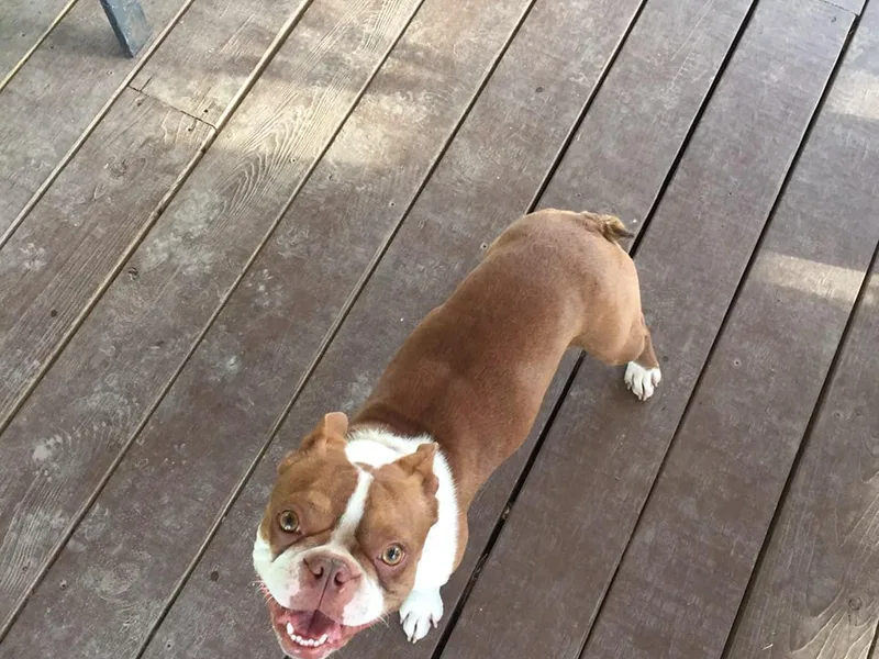 Boyd’s Boston Babies