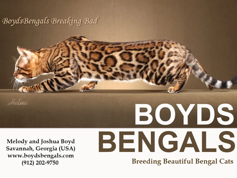 Boydsbengals