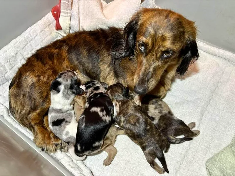 Boyer’s Dachshunds