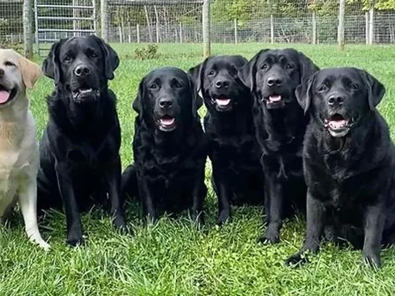 Boyne Labradors