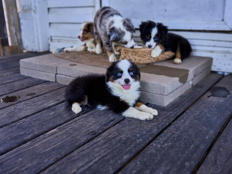 Bozzi's Little Aussies