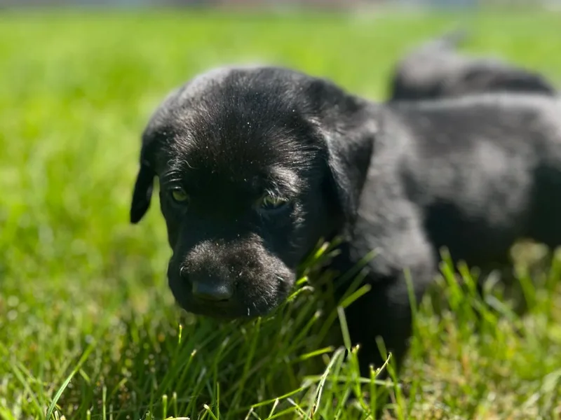 BR Labradors, LLC photo 1